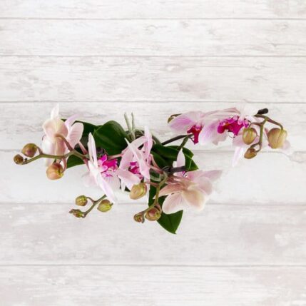 Orhidee-flori de apartament orhidee 2