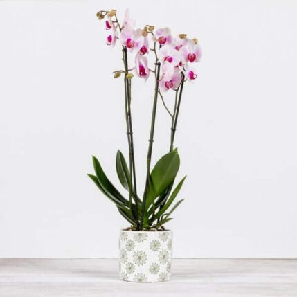 Orhidee-flori de apartament orhidee