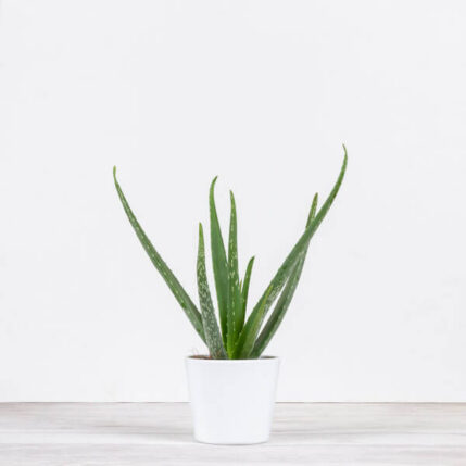 Aloe Vera-plante de interior aloe vera