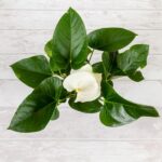 Anthurium-plante de interior anthurium alba 2