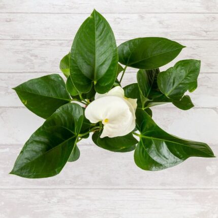 Anthurium-plante de interior anthurium alba 2