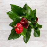 Anthurium-plante de interior anthurium rosie 2