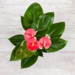 Anthurium-plante de interior anthurium roz 2