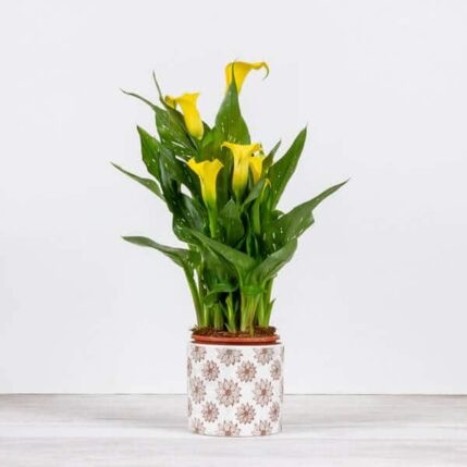 Cale - Galben-plante de interior cale galbene